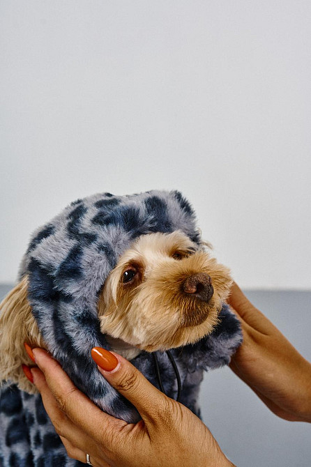 Шапка ушанка для собак меховая зимняя Dogs Bomba теплые ушки 3 Голубой Одесса - изображение 5