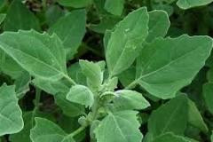 Лебеда (Марь белая) 100г master sem Киев - изображение 1