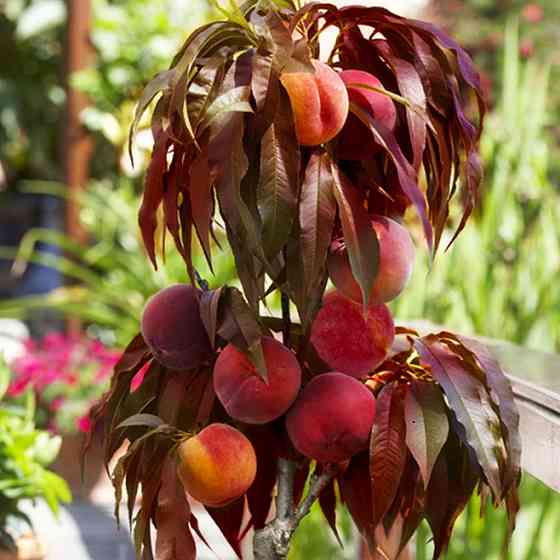 Саженцы персика Бургунди (привитый) - 1-летний Черновцы