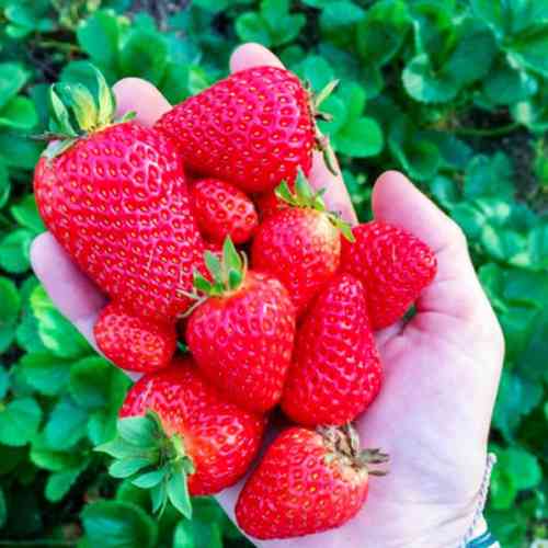 Саджанці полуниці Лючія (10 штук) - 1-річний Чернівці