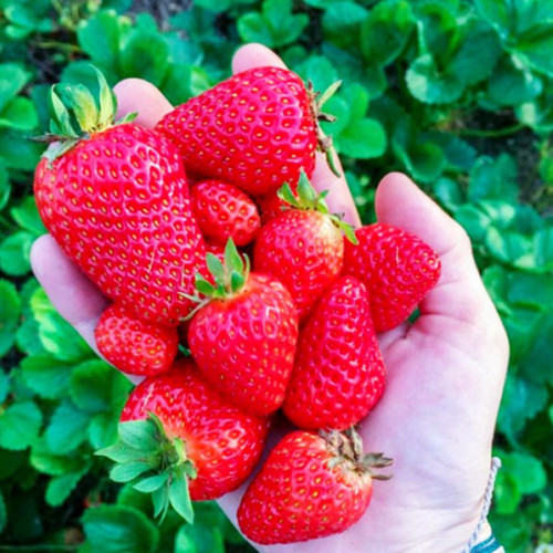Саджанці полуниці Лючія (10 штук) - 1-річний Чернівці - фото 1