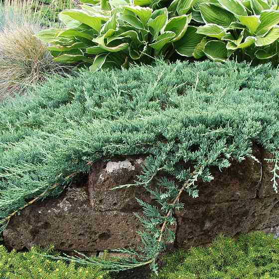 Саджанці ялівцю Хаггіс Чернівці