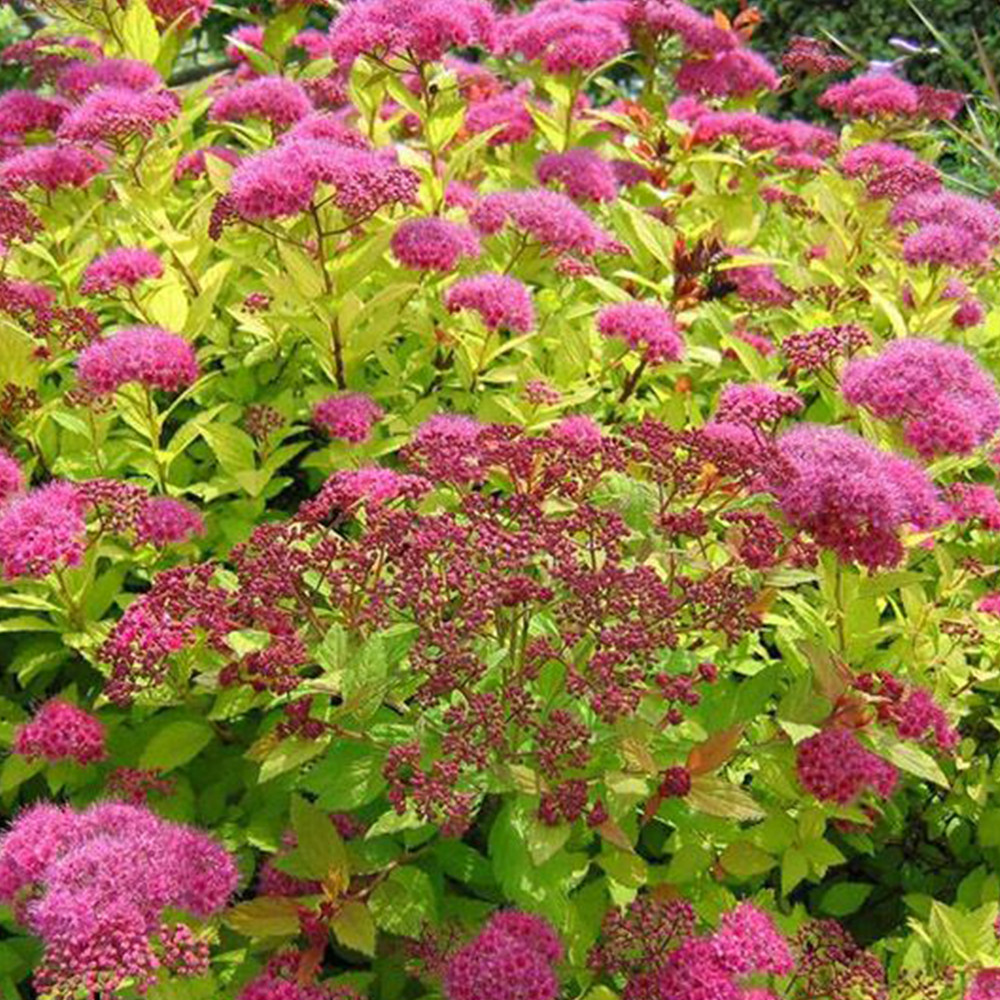 Саджанці спіреї Голден Принцес (черенкований) Чернівці - фото 2