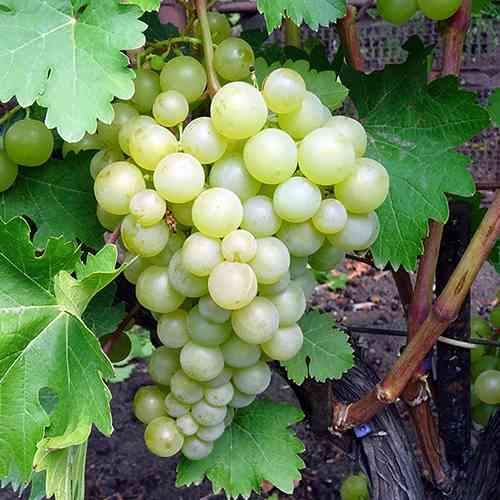 Саженцы винограда Дольчатый (черенкованный) - 2-летний Черновцы