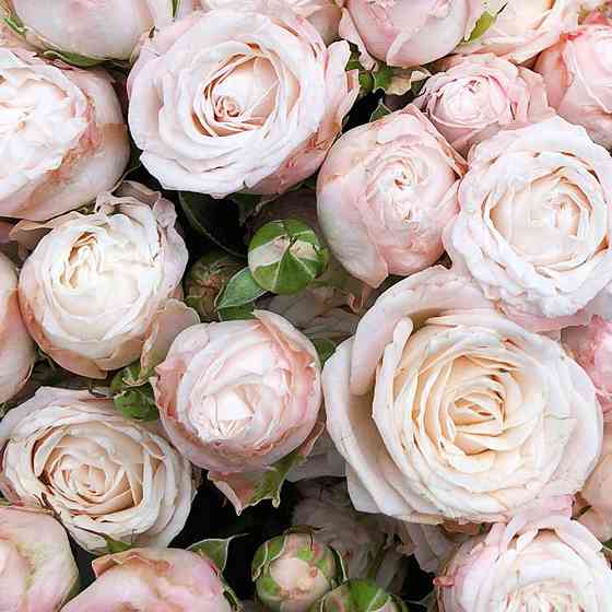 Саженцы роз флорибунда Бомбастик (привитый) Черновцы