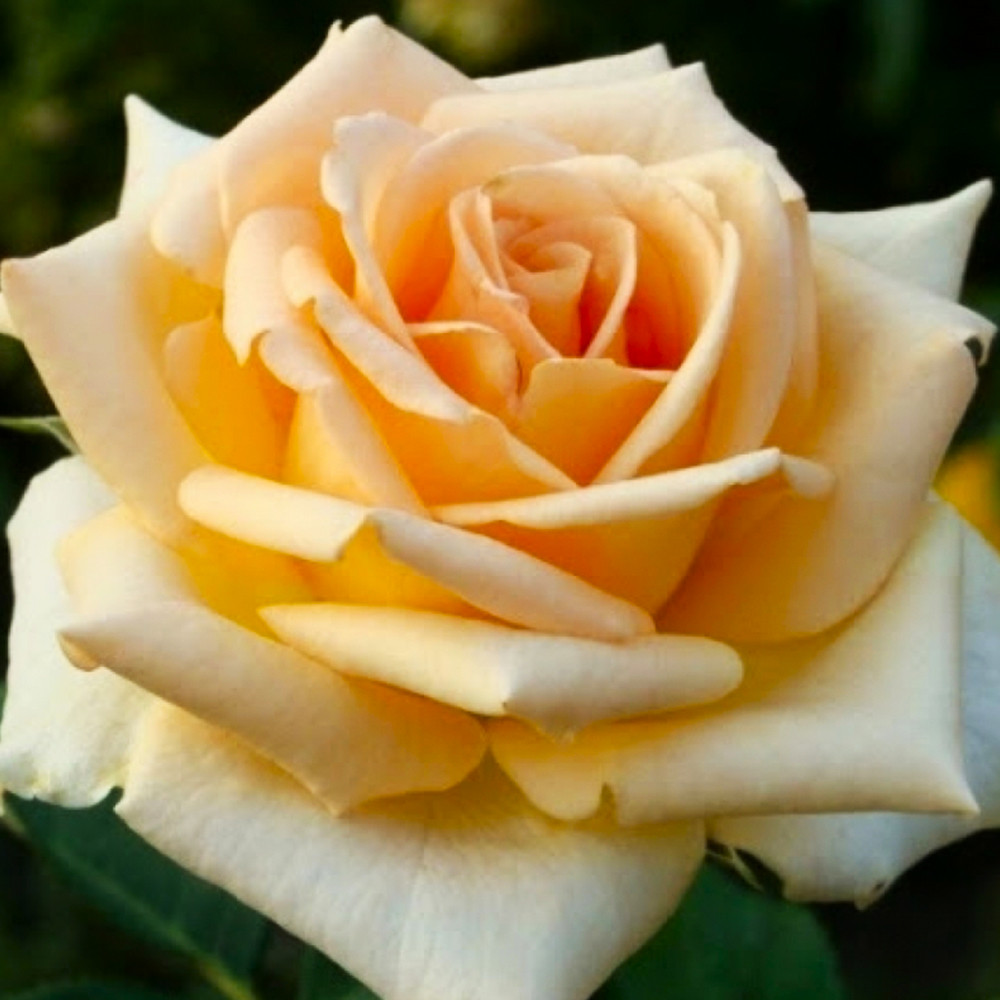 Саджанці чайно-гібридних троянд Версилія (привитий) Чернівці - фото 1