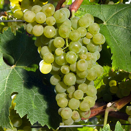 Cаджанці винограду Зеніт (черенкований) - 1-річний Чернівці - фото 1