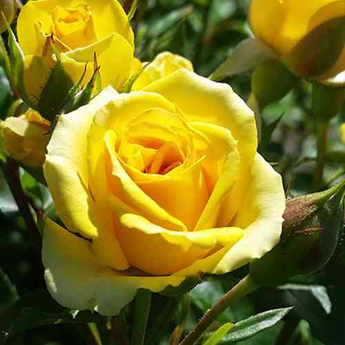 Саженцы роз Желтая Магия (привитый) - 2-летний Черновцы