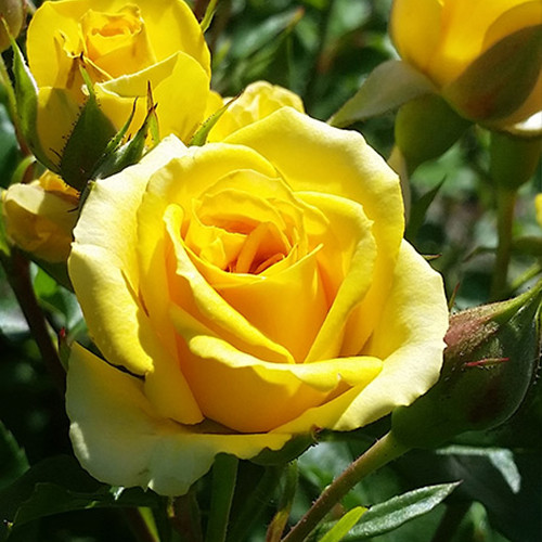 Саженцы роз Желтая Магия (привитый) - 2-летний Черновцы - изображение 1