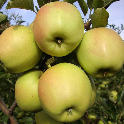 Саджанці яблуні Скіфське Золото (привитий) - 2-річний Чернівці - фото 3