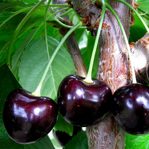 саженцы колоновидной черешни Черная (привитый) - 2-летний Черновцы - изображение 1