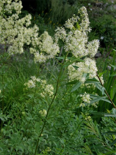 Рутвиця смердюча (Василистник вонючий) 100г master sem Киев - изображение 1