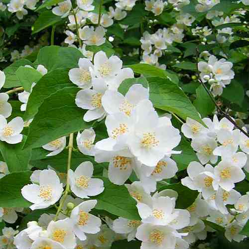 Саженцы жасмина Монблан (черенкованный) - 1-летний Черновцы