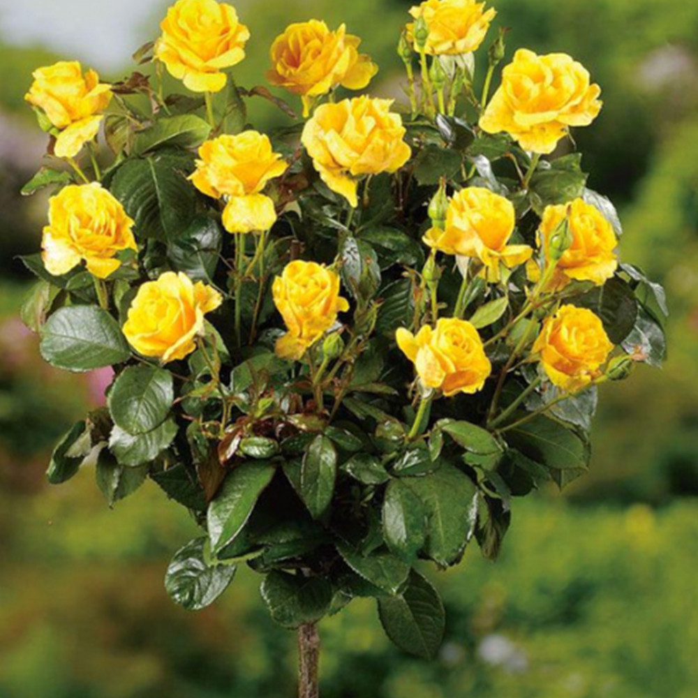 Саджанці троянд на штамбі Жовта Лялька (привитий) Чернівці - фото 2