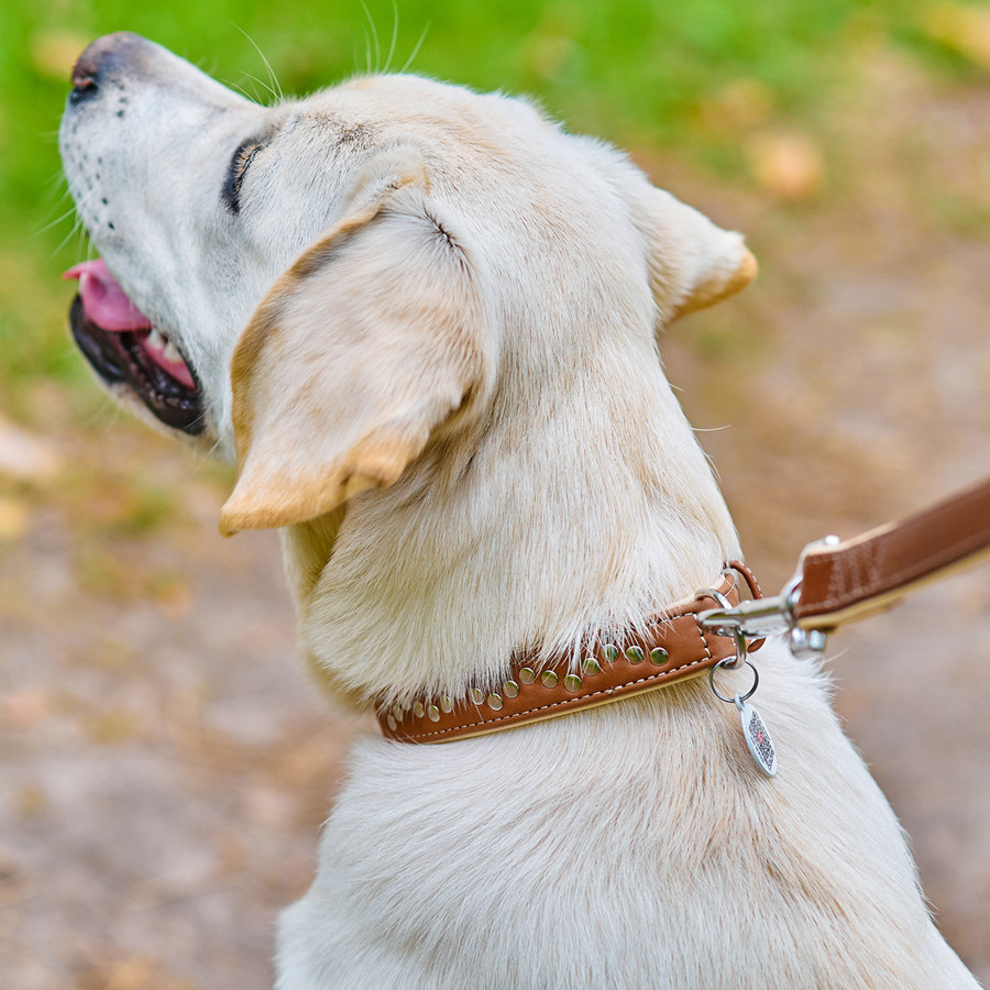 Нашийник для собак шкіряний WAUDOG Soft з QR паспортом, металічні прикраси, Ш 25 мм, Дов 38-49 Коломия - фото 2