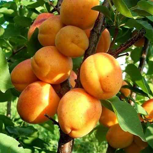 Саженцы абрикоса Лескоре (привитый) - 1-летний Черновцы