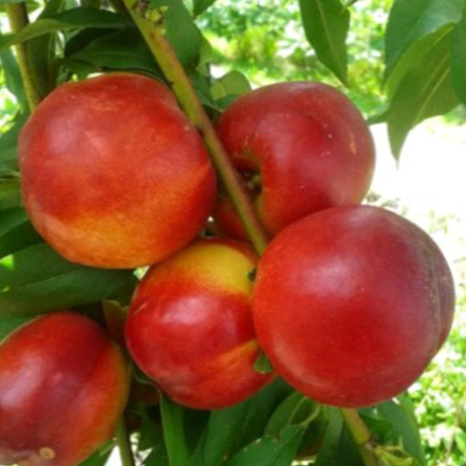 Саджанці нектарину Хемус (привитий) - 1-річний Чернівці - фото 1