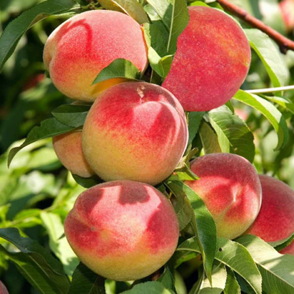 Саженцы колоновидного персика Медовый (привитый) - 1-летний Черновцы - изображение 1