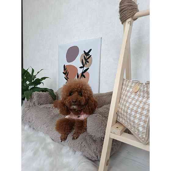 Хутряний диван лежак для собак і кішок спальне місце для тварин знімни Incor капучино 10079 Київ