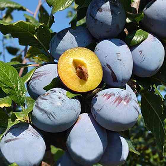Саджанці сливи Топ Гігант Плюс (привитий) - 1-річний Чернівці