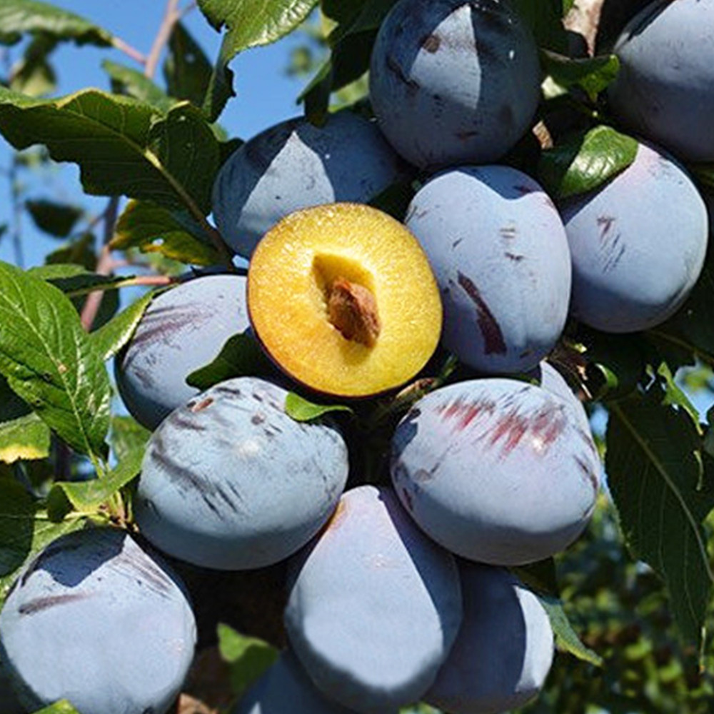 Саджанці сливи Топ Гігант Плюс (привитий) - 1-річний Чернівці - фото 3