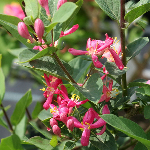 Саджанці жимолості Казанова (черенкований) - 3-річний Чернівці - фото 1