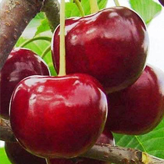 Саджанці черешні Гігант Ред (привитий) - 2-річний Чернівці - фото 1