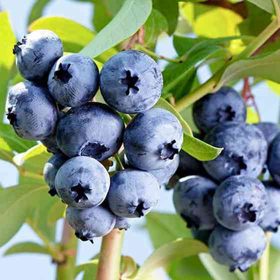 Саженцы голубики Река - 3-летний Черновцы