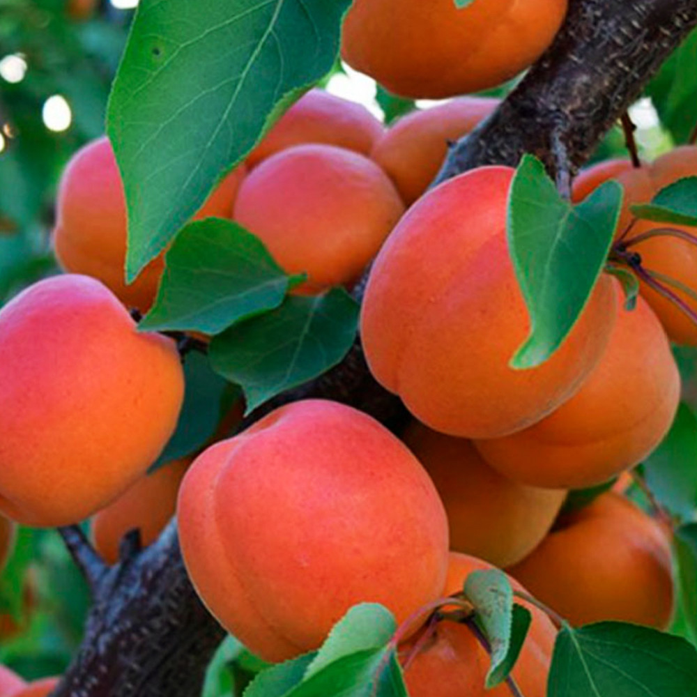 Саженцы абрикоса Киото (привитый) - 1-летний Черновцы - изображение 3