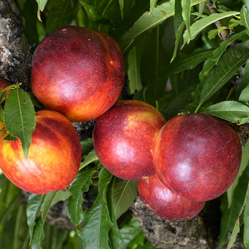 Саженцы колоновидного нектарина Рубин Краснолистный (привитый) - 1-летний Черновцы - изображение 1