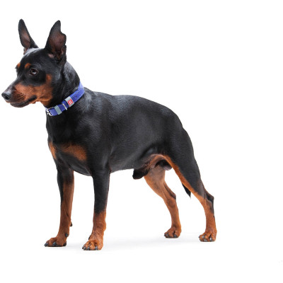 Ошейник для животных WAUDOG Classic кожаный 12 мм х 21-29 см фиолетовый (02029) Винница - изображение 9