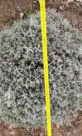 Курупномірні кущі лаванди 80 см в діаметрі для озеленення та ландшафтного дизайну. Ірпінь