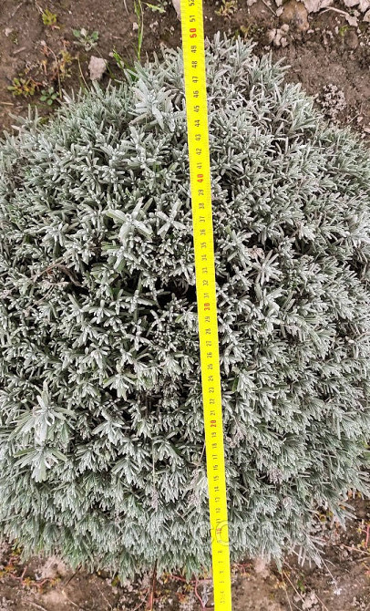 Курупномірні кущі лаванди 80 см в діаметрі для озеленення та ландшафтного дизайну. Ірпінь - фото 5