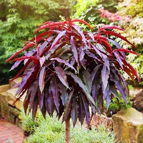 Саженцы колоновидного персика на штамбе Негус (привитый) - 2-летний Черновцы