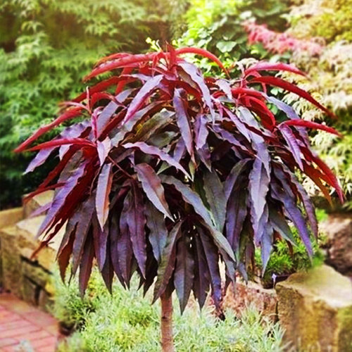 Саженцы колоновидного персика на штамбе Негус (привитый) - 2-летний Черновцы - изображение 2