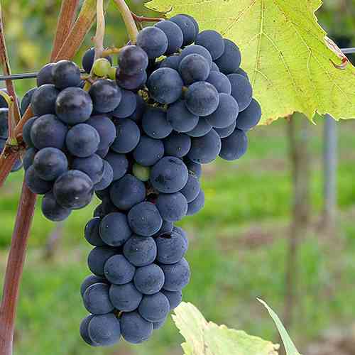 Саженцы винограда Зейбель №209 (черенкованный) - 1-летний Черновцы