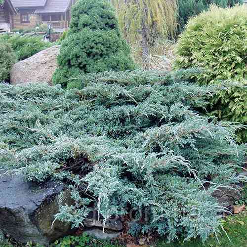 Саджанці ялівцю Блю Карпет (черенкований) - 3-річний Чернівці