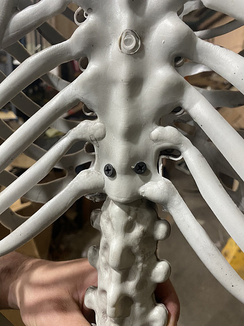 Анатомічний скелет людини RESTEQ 170 см — велика навчальна модель із ПВХ з рухомою щелепою, білий Київ - фото 7