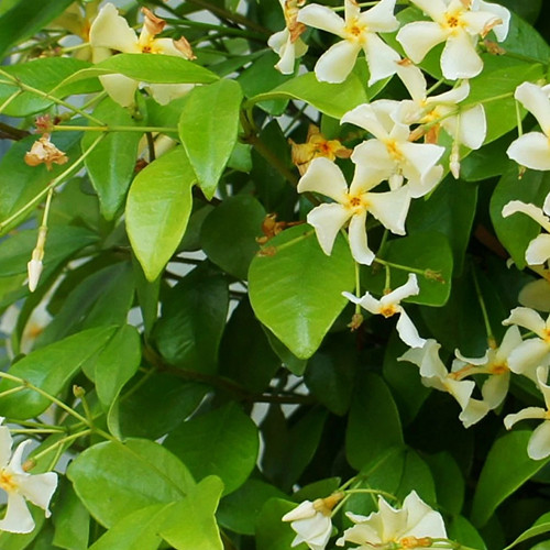 Саженцы жасмина Пурпурасценс (черенкованный) - 2-летний Черновцы - изображение 1