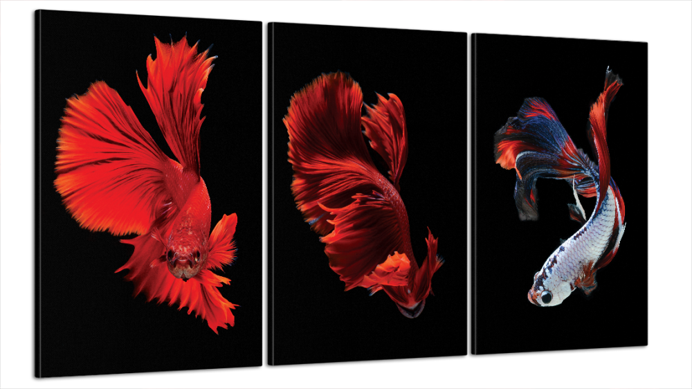 Модульна картина Абстракція Рибка Art-44_B3 Київ - фото 1