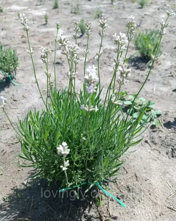 Дворічні сформовані саджанці лаванди рожевого кольору Loddon Pink Ірпінь
