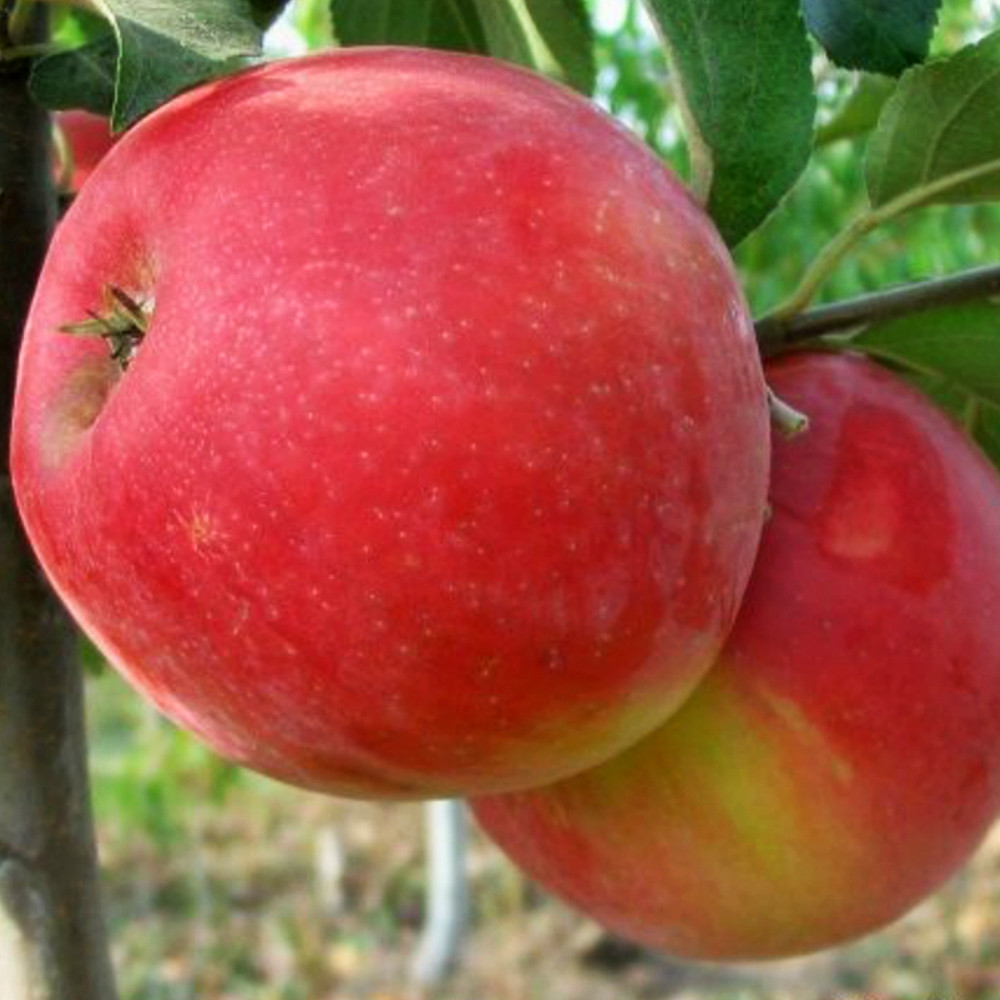 Саженцы яблони Хоней Крисп (привитый) - 1-летний Черновцы - изображение 1