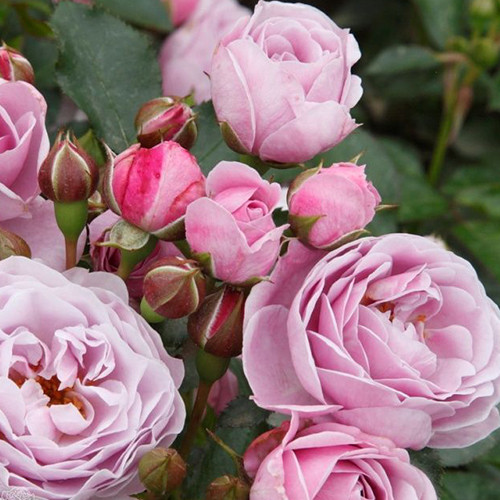 Саженцы роз Наутика (привитый) - 2-летний Черновцы - изображение 1