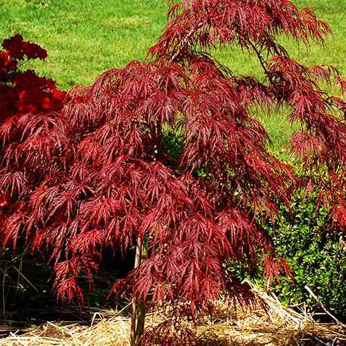 Саженцы клена на штамбе Кримсон Принцесса (привитый) - 2-летний Черновцы