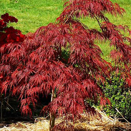 Саженцы клена на штамбе Кримсон Принцесса (привитый) - 2-летний Черновцы - изображение 1