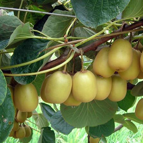 Саженцы киви Голд - 1-летний Черновцы - изображение 1