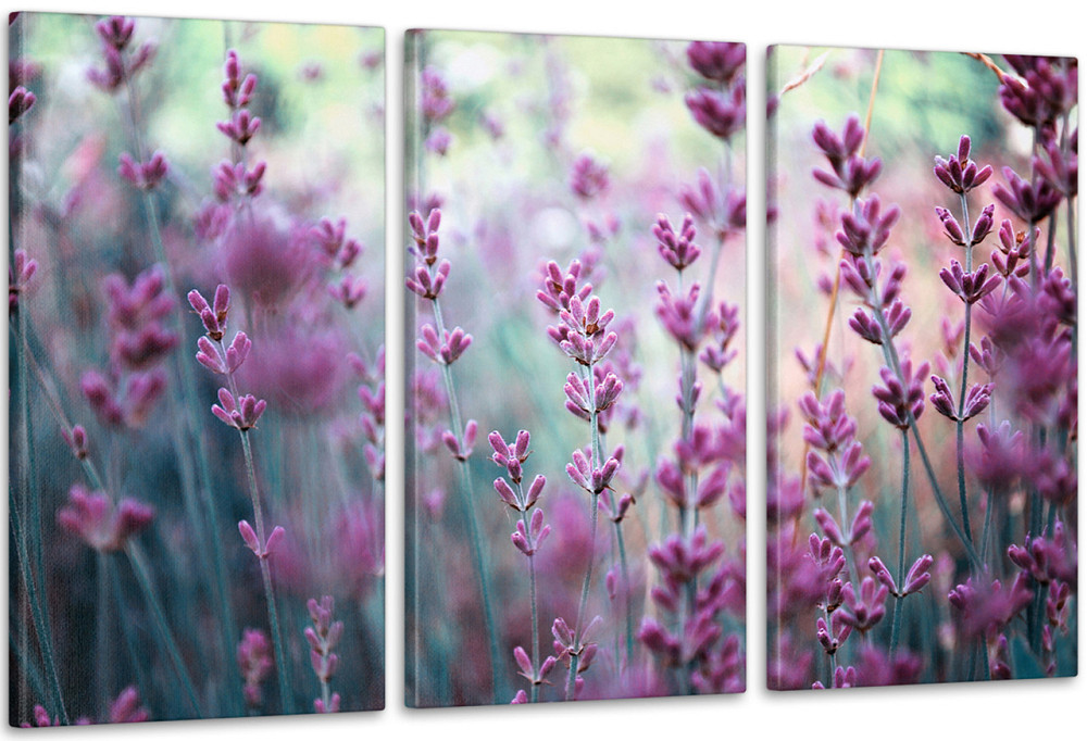 Модульная картина Природа Лаванда  (53x100см)   Art-63_3А 100x150 см Киев - изображение 1