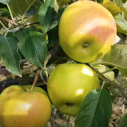 Саджанці яблуні Смеральда (привитий) - 1-річний Чернівці