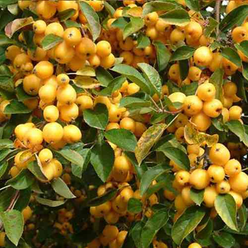 Саженцы яблони Голден Хорнет (привитый) - 1-летний Черновцы