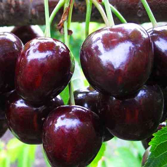 Живці черешні Мелітопольська чорна (5 штук) Чернівці